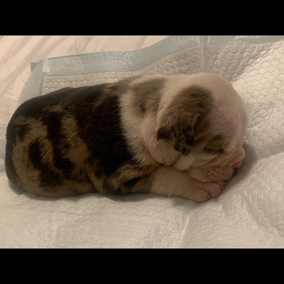 Meet your Posher, Kindle - Picture 1 of 1